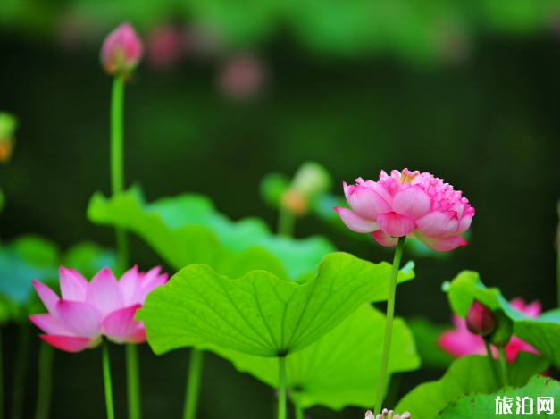 2019北京莲花池荷花开了吗 莲花池荷花节时间+活动内容