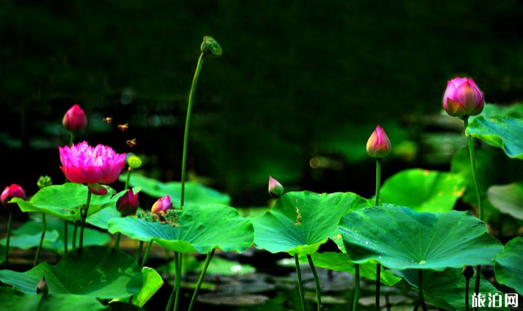 2019北京莲花池荷花开了吗 莲花池荷花节时间+活动内容