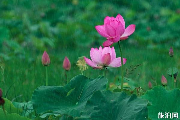 2019北京莲花池荷花开了吗 莲花池荷花节时间+活动内容