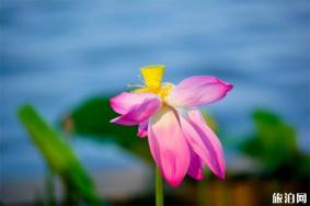 2019大明湖第三十三届荷花艺术节7月15日到8月14日
