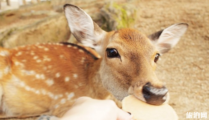 2019日本奈良鹿接连死亡原因 日本奈良公园晚上有小鹿吗