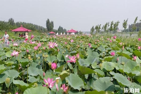 2019曹妃甸看荷花 荷花文化旅游节活动内容+时间