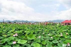 韶关始兴县顿岗镇荷花观赏指南