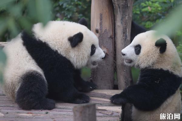 成都大熊猫繁育研究基地游玩攻略