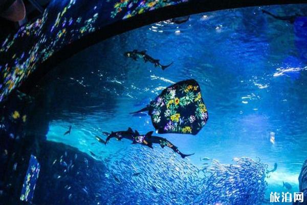 日本水族馆有哪些