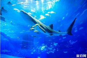 日本水族馆有哪些