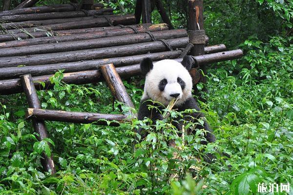 成都大熊猫繁育研究基地游玩攻略
