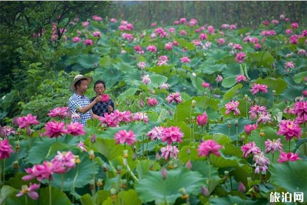 2019重庆大足荷花节7月20日开启