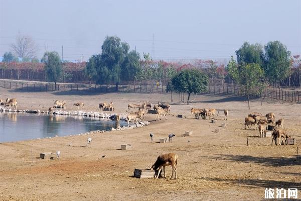 北京麋鹿苑博物館電話多少+地址+交通路線