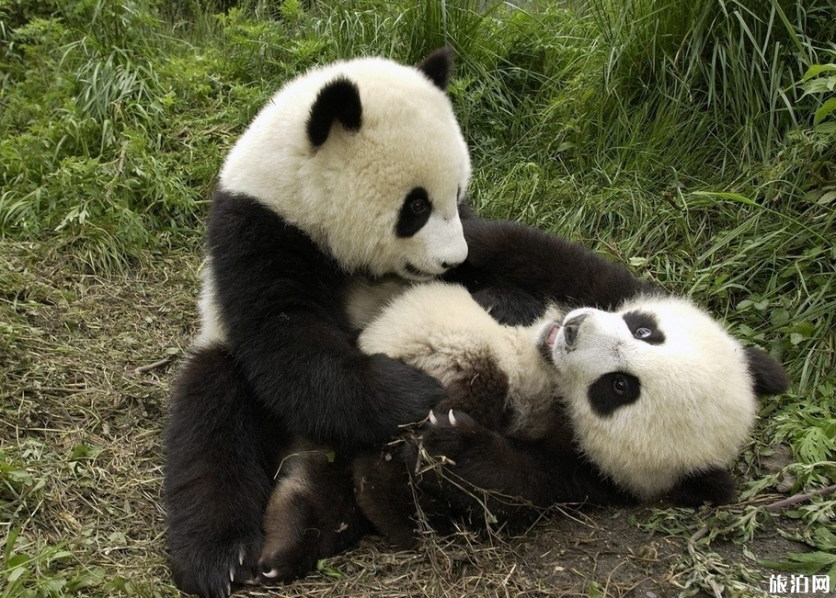 2019成都大熊猫繁育研究基地门票优惠政策 成都熊猫基地的熊猫什么时候出来活动