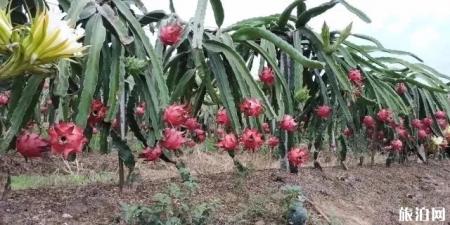 南宁花雨湖水果采摘攻略 地点+费用