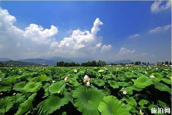 2019嘉兴秀洲王江泾荷花节 时间+活动内容