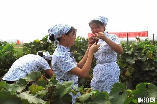 2019吉安横江葡萄节 时间+地点