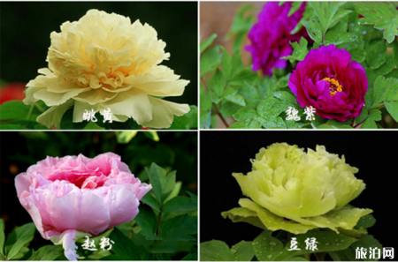 洛阳一日游攻略 洛阳牡丹花期时间