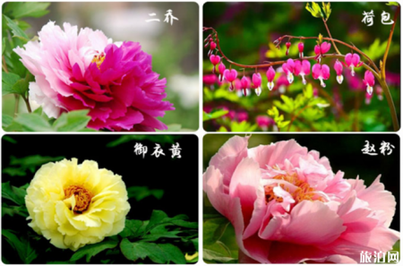 洛阳一日游攻略 洛阳牡丹花期时间