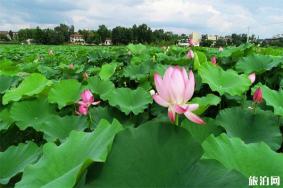 2019雁江区第三届荷花节 时间+活动内容