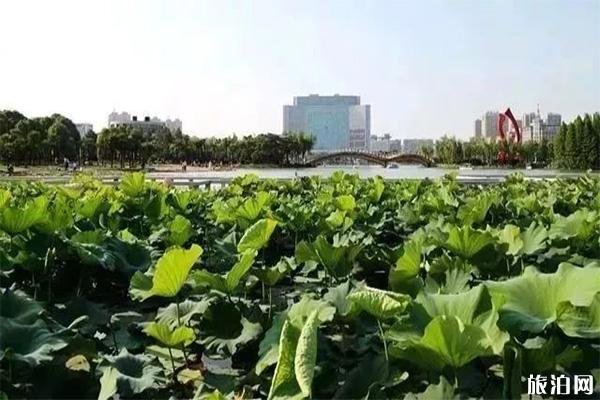 2019靖江生祠东进荷花节地点+活动内容