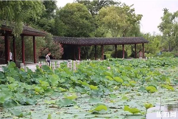 2019靖江生祠东进荷花节地点+活动内容