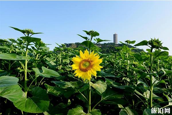 宜春蜂窝农场门票多少