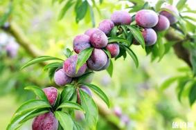 2019天峨县龙滩珍珠李节7月20日开启