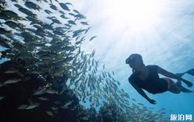 自由潜水考证等级 aida自由潜水学习课程