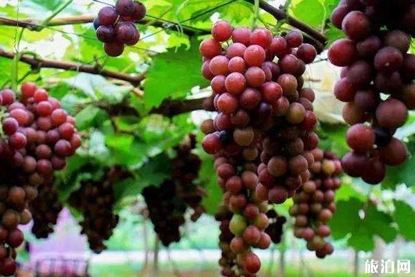 上海松江有哪些采摘葡萄的好去处