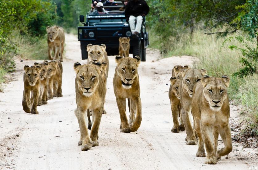 为什么要去南非旅游 南非野生动物去哪里看