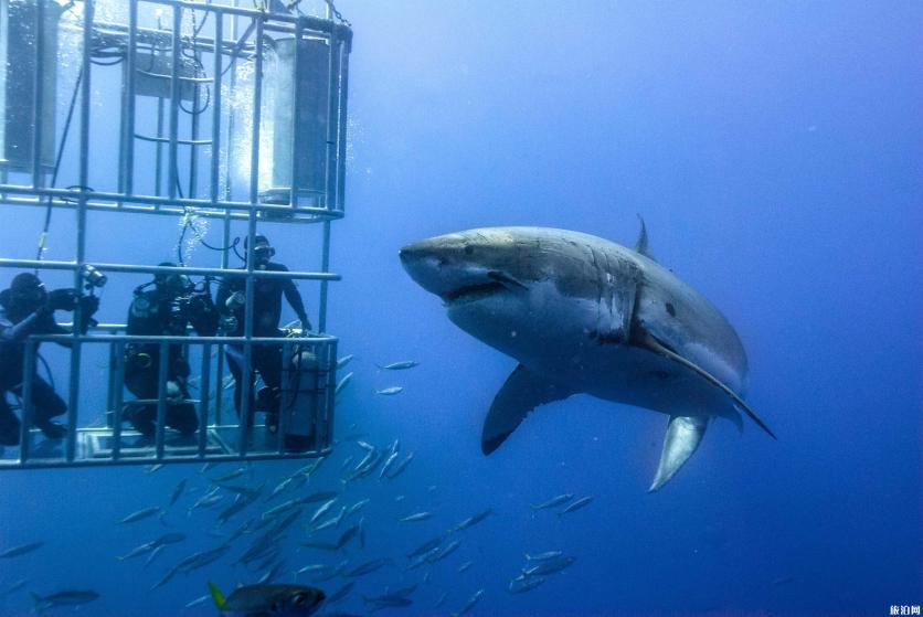 南非特色体验丛林漫步+鲨鱼笼潜水攻略