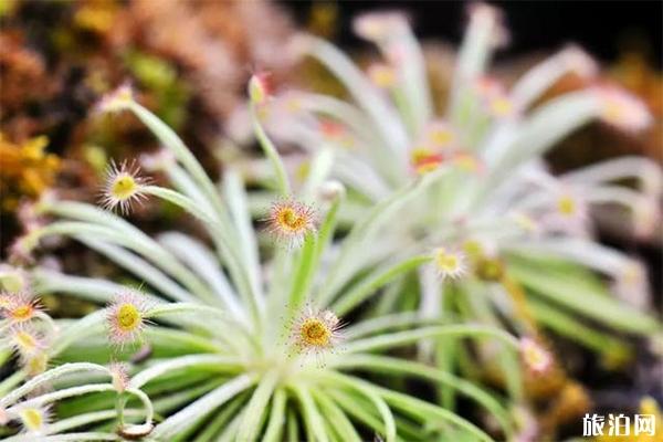 上海植物園蟲蟲的危機食蟲植物展 時間+內容