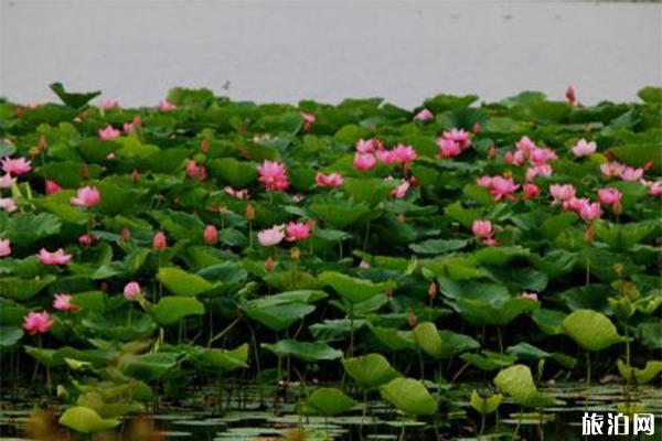 2019哈尔滨第二十四届方正莲花节 时间+活动内容