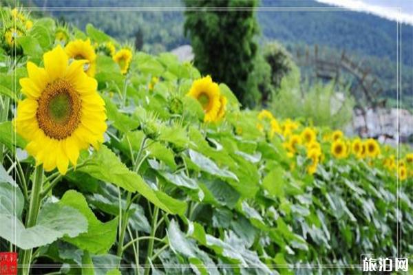 清远大塘合信农业生态综合园门票信息 向日葵观赏指南