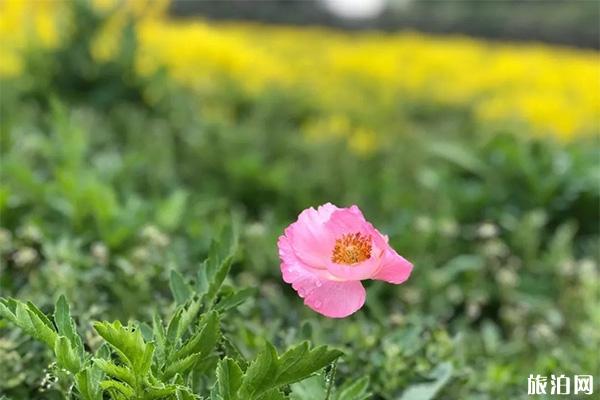 通州花仙子萬花園門票多少錢