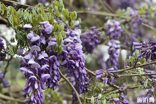 通州花仙子萬花園門票多少錢