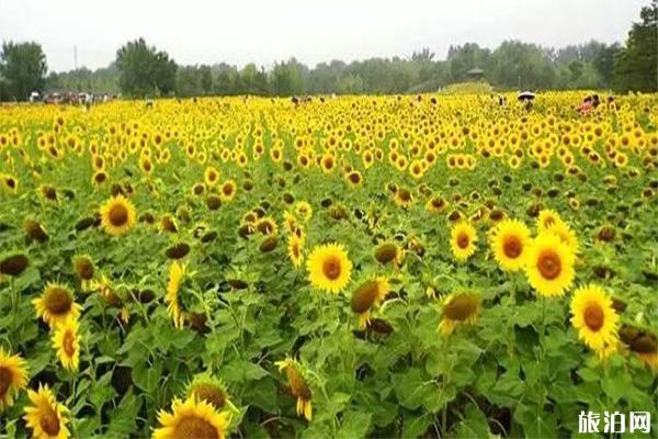 北京向日葵在哪能看 向日葵最佳观赏时间