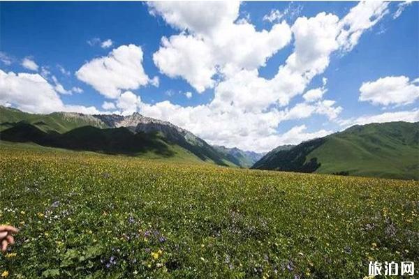 鞏乃斯拍山花最好的地方