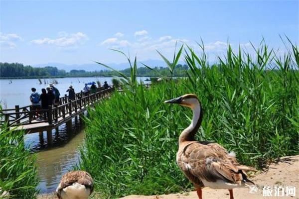 野鴨湖國家濕地公園停車費+自行車租賃費用