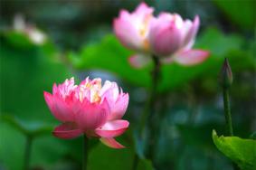 张掖湿地公园门票信息