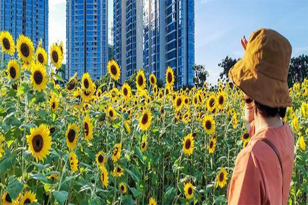 泉州滨海公园向日葵怎么走 向日葵什么时候开