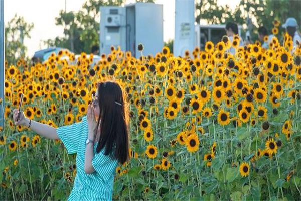 泉州滨海公园向日葵怎么走 向日葵什么时候开