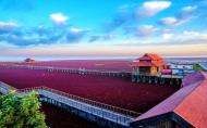 盘锦红海滩几月去最好 盘锦红海滩景点推荐