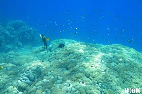 埃及红海潜水最佳地点推荐