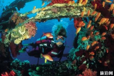 埃及红海潜水最佳地点推荐
