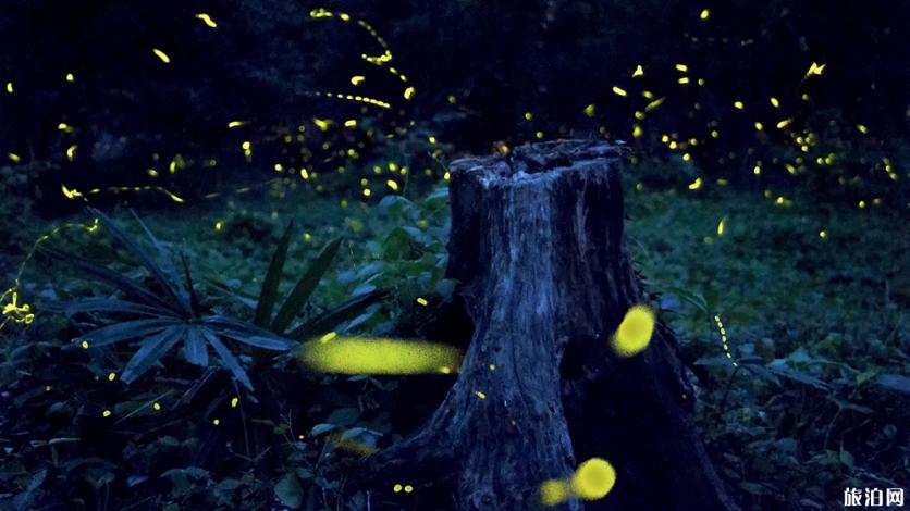 杭州哪里可以看萤火虫