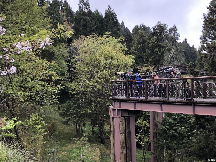 阿里山玩耍攻略 附交通指北