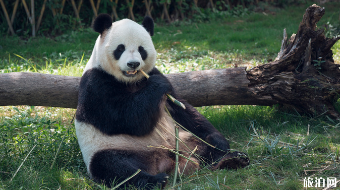 深圳野生动物园暑假门票有什么优惠+夜场看点