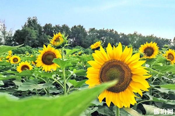 成都天府芙蓉园向日葵在哪 怎么去