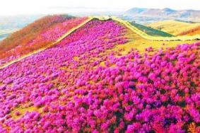 呼伦贝尔哪里适合赏花