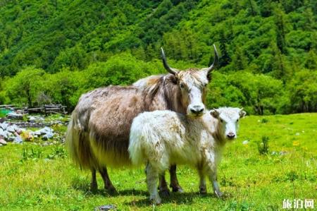 四姑娘山旅游攻略2019