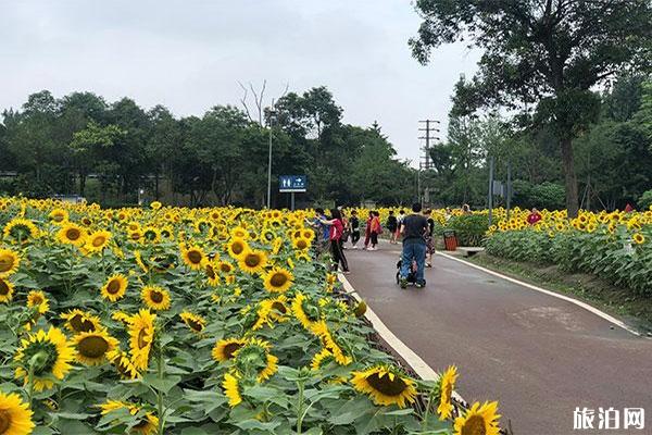 天府芙蓉園要門票嗎 天府芙蓉園好玩嗎 天府芙蓉園游玩攻略