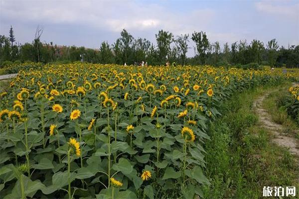 天府芙蓉園要門票嗎 天府芙蓉園好玩嗎 天府芙蓉園游玩攻略